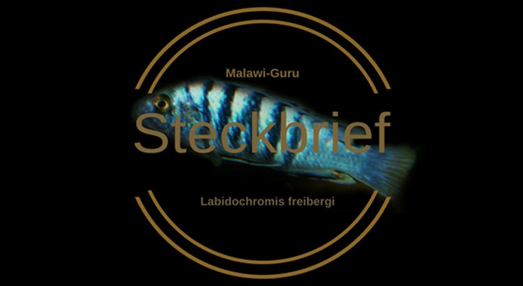 Labidochromis freibergi im Steckbrief Labidochromis freibergi